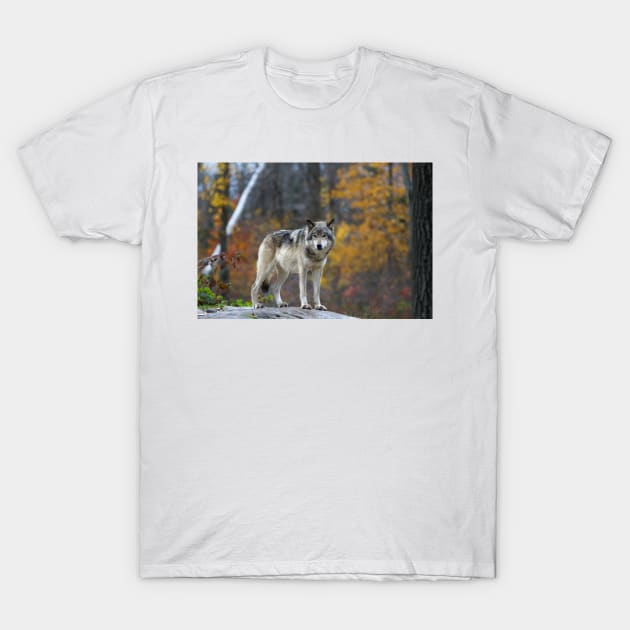 Timber Wolf T-Shirt by Jim Cumming